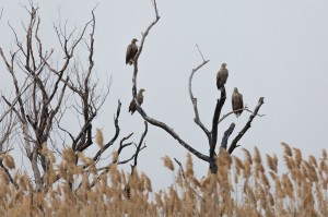 Орланы-белохвосты (Haliaeetus albicilla)